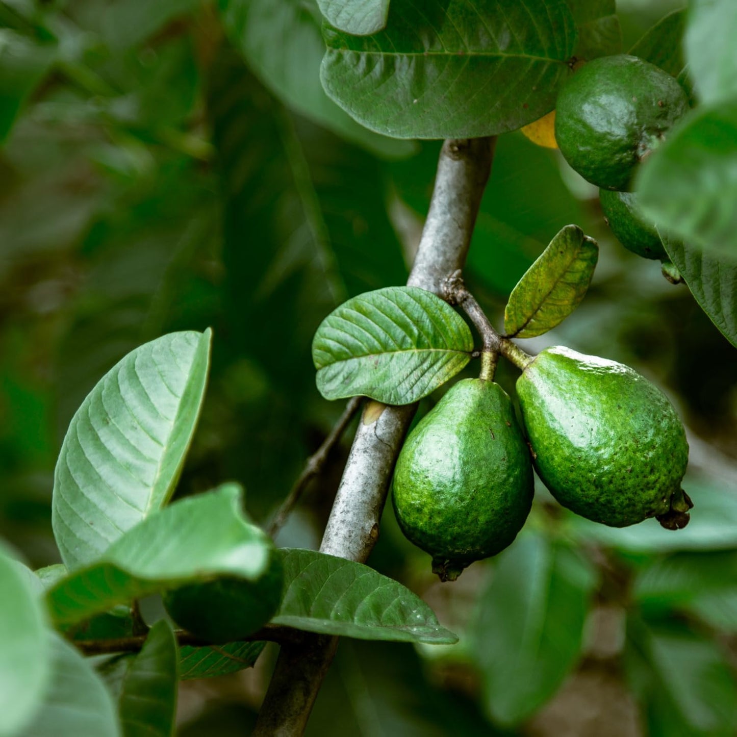 2 Pineapple Guava Trees, Guava Plant Live for Planting Outdoor, Fruit Tree Plant from 5 Inc Long