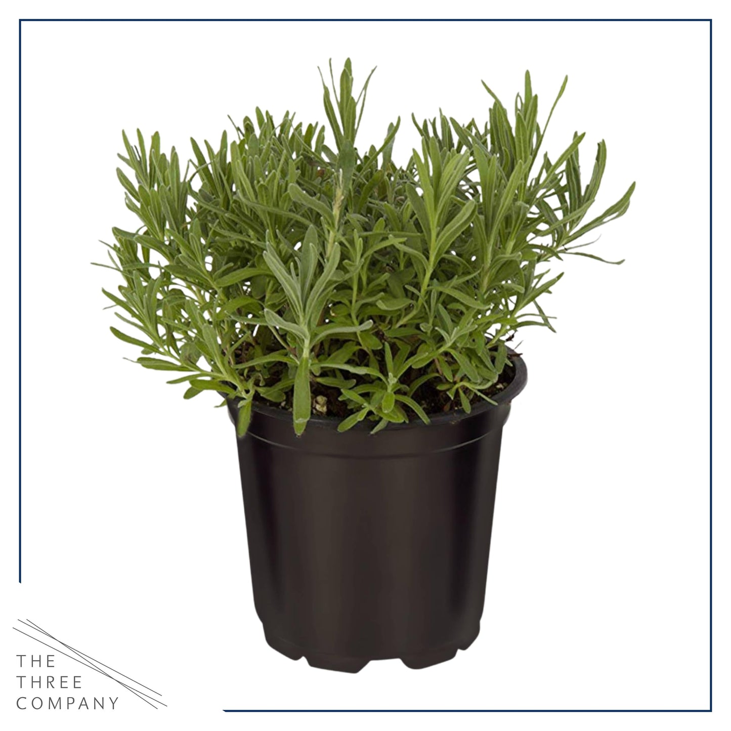 Live Aromatic and Edible Herb - Lavender (6 Per Pack), Natural Sleep Enhancer, 6" Tall by 4" Wide in 1 Pint Pot
