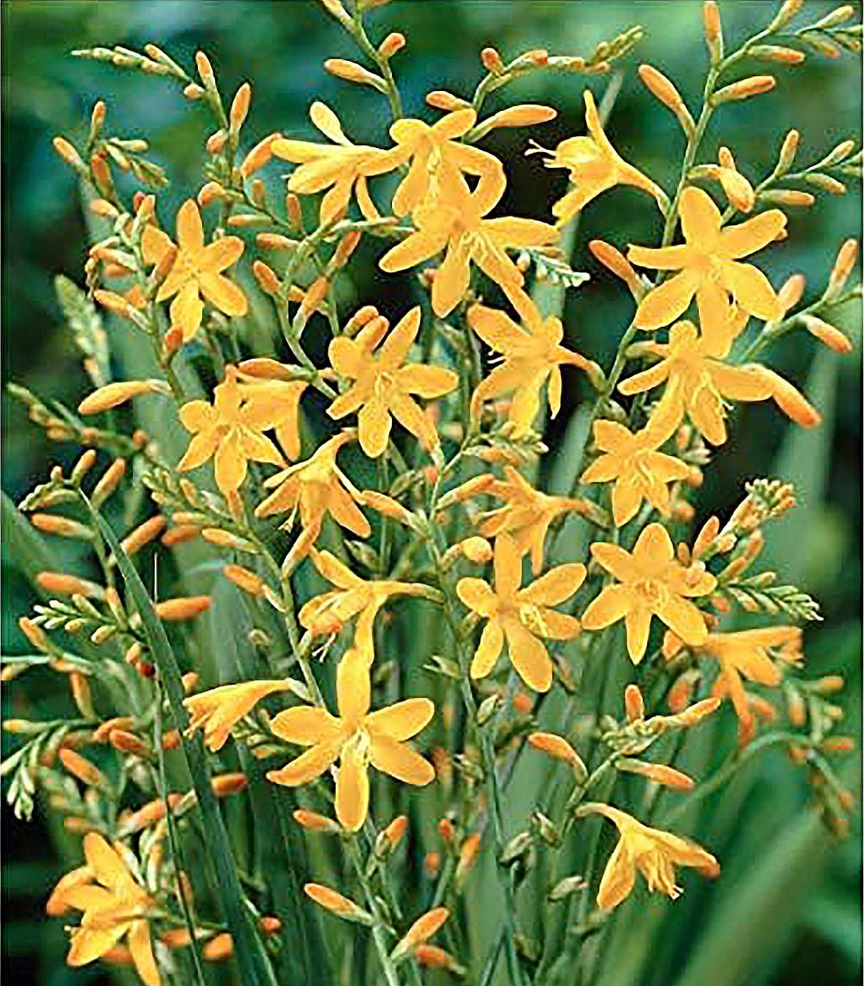 5 Lucifer Crocosmia Blubs - Grows 30-48" Tall.