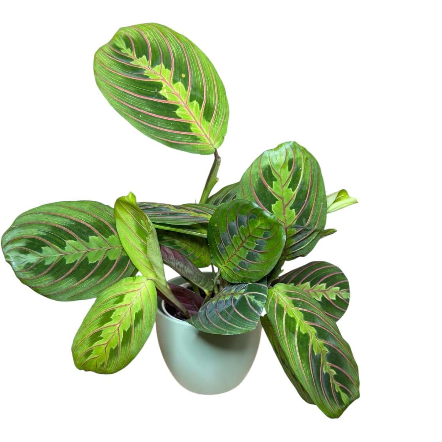 Live Plant, Red Maranta Prayer Plant, Pet Friendly, Air Purifying Plant, Easy Care, Easy to Grow Live Indoor Plant, Houseplant, Rare Indoor Plant, Home Décor 4.7 inch Pot (Sage)