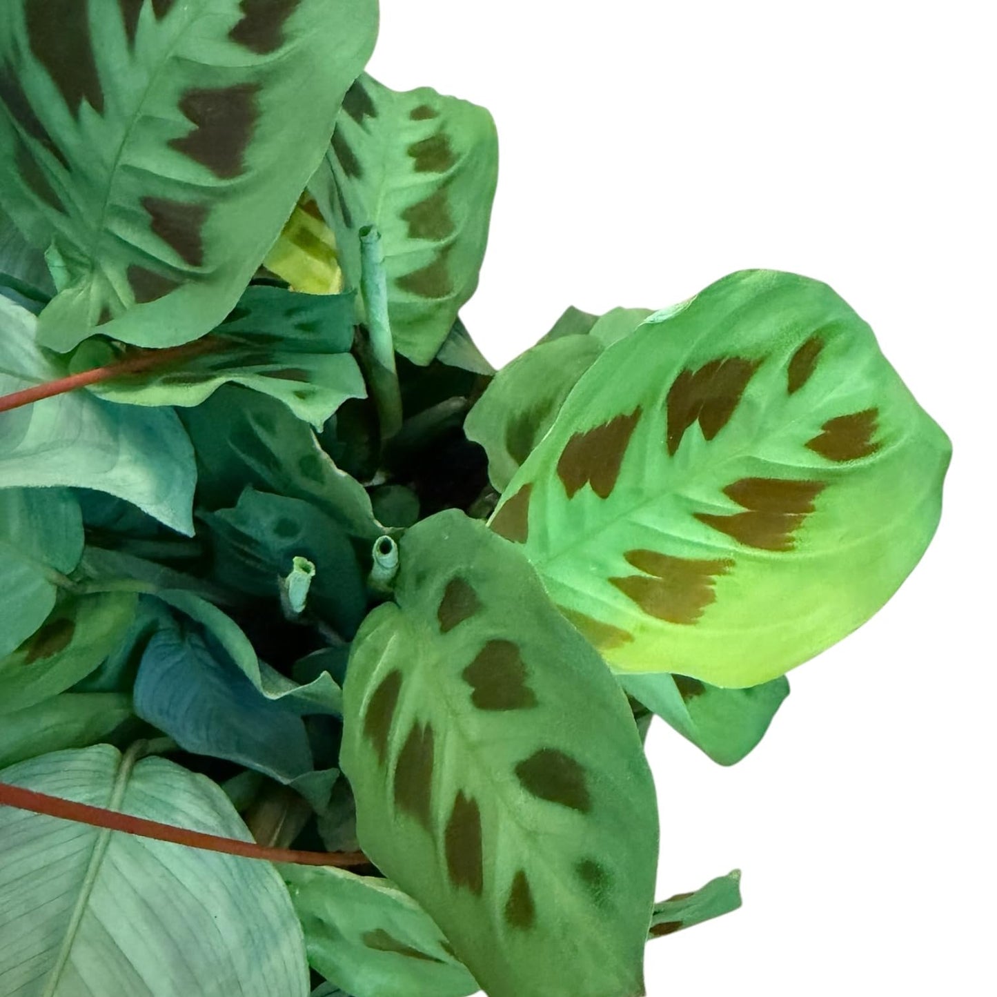 Hopewind Plants Shop Live Plant, Green Maranta Prayer Plant, Pet-Friendly, Air Purifying, Gorgeous Live Indoor Plant, Easy to Care and Rare Variety 6 inch Pot