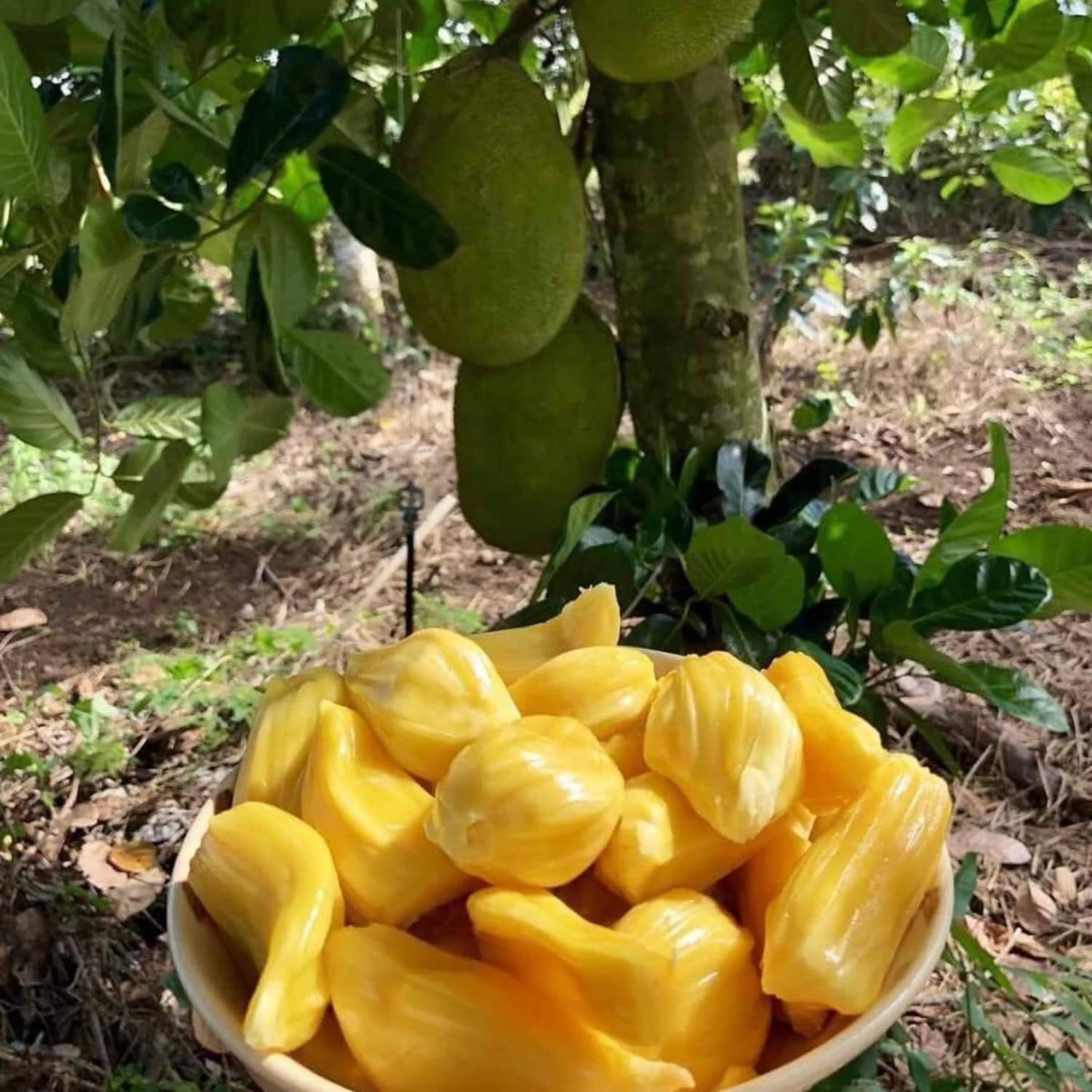 Jackfruit Tree Live Plant, Sweet Tropical Fruit 8-10 Inches Tall, 4 Inc Pot, Sweet Jackfruit Plant for Grow Outdoor