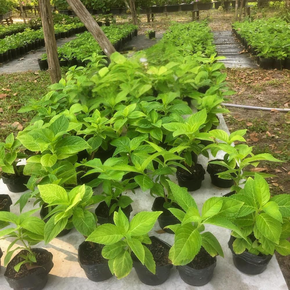 Light Lime to Pink Cream Hydrangea Plant Live Tree, Rare Color, 4" Pot, Perennial and Hardy Blooming Shrub for Garden Spring Planting