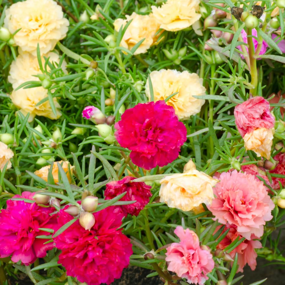 Moss Rose Plants, Live Portulaca Plants 4-6 Inch Plant Roots, Flowering Groundcover, Mixed Colors Moss Rose Potted Starter Plant for Outdoor Garden Planting