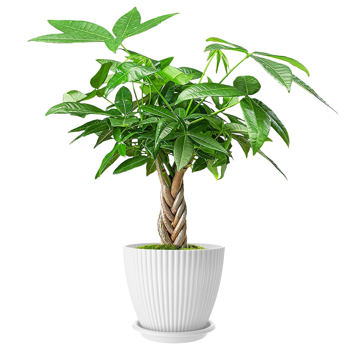 Live Plants Money Tree in 4" White Plastic Pot, Easy to Grow Houseplant, Indoor Bonsai, Home Office Decor, Birthday Housewarming Gift