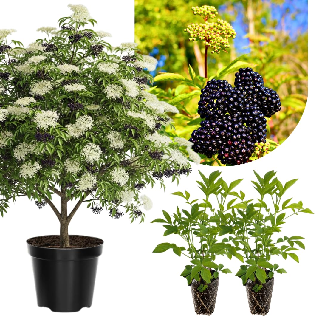 Pack 2 American Elderberry Plants Live 6 to 12 Inch Tall, Black Elderberry Trees Live Plants for Planting, Sweet Elderberries Fruit