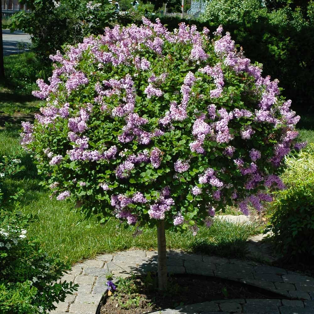 Lilac Live Plant in Pot, Hardy Shrub with Reblooming Blossoms, 1-2 Year Old Plant, Dormant in Winter, Fragrant Flowers (Lavender Lilac)