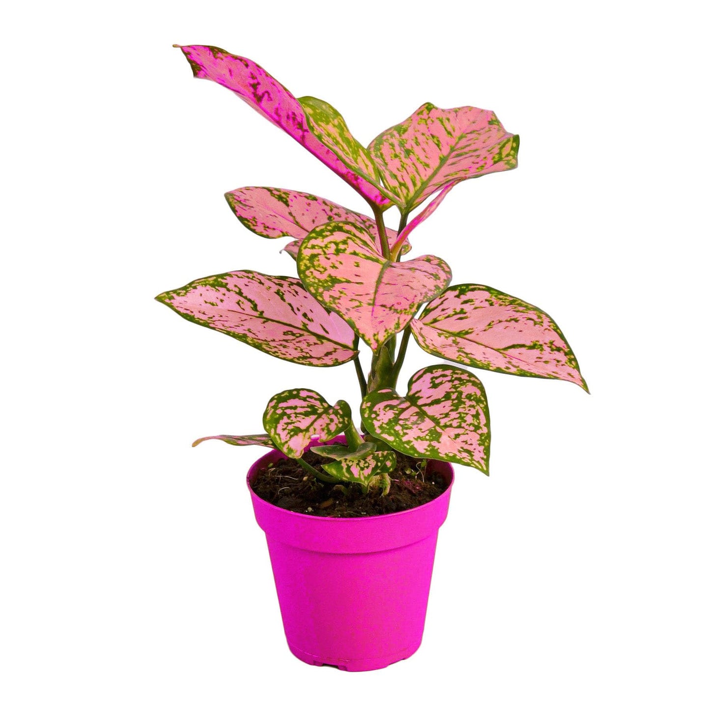 7 Pack Chinese Evergreen 'Lady Valentine' - 4" Pot in 4in Pot - Live Tropical Houseplant - Easy to Grow | Air Purifying | Variegated | USA Growers | The Snobby Leaf