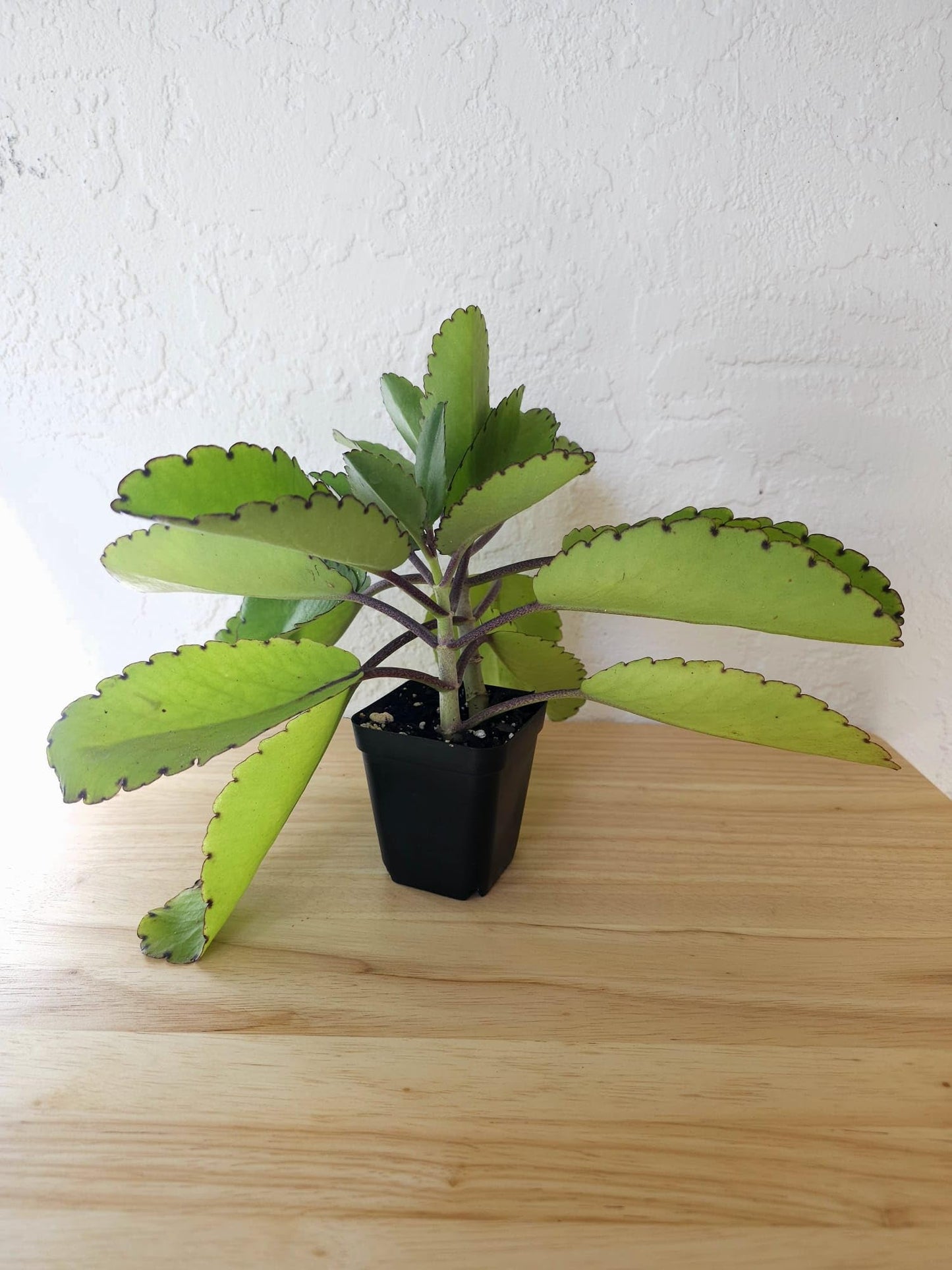 2 Medicinal Kalanchoe Pinnata, Bryophyllum pinnatum, Leaf of Life, Cathedral Bells, Miracle Leaf, Life Plant, Goethe Plant in 2.7" Pot