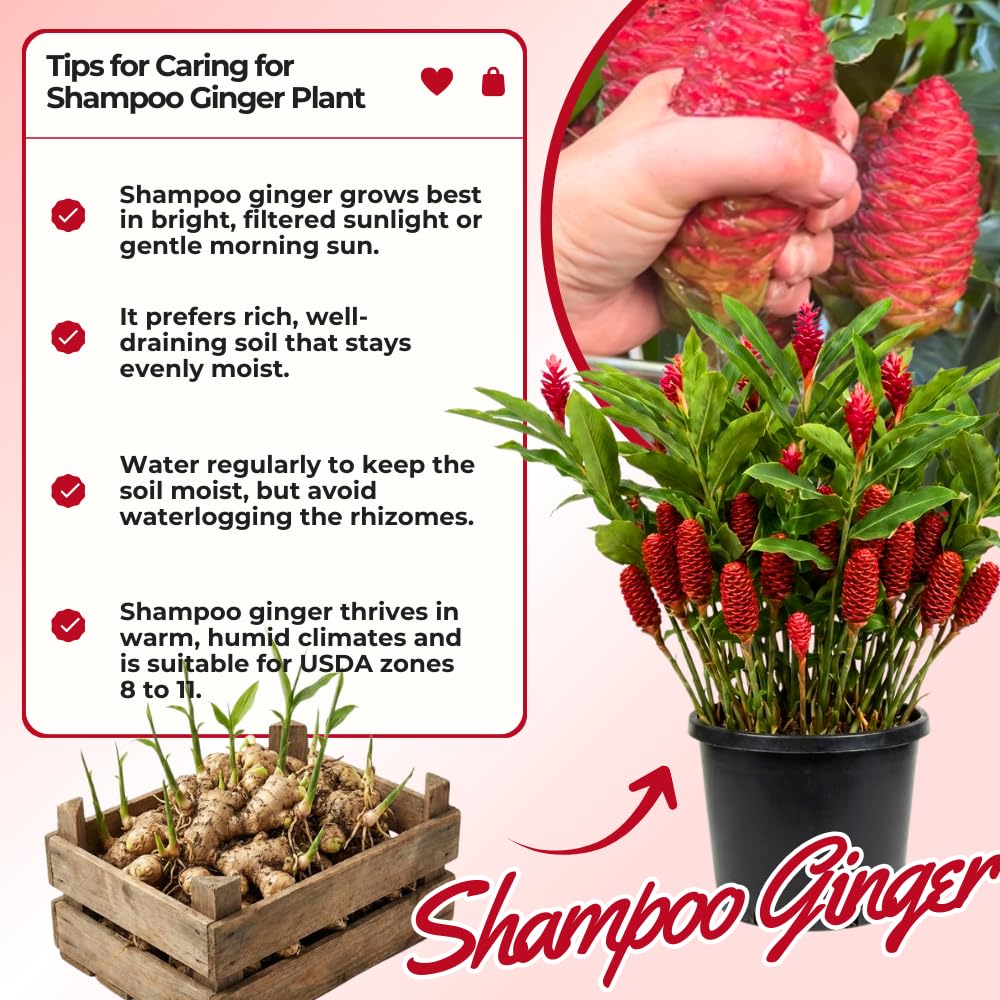 6 Awapuhi Shampoo Ginger Roots, Fresh Ginger Rhizomes to Grow, Zingiber Zerumbet Pinecone Ginger Lily Flowers