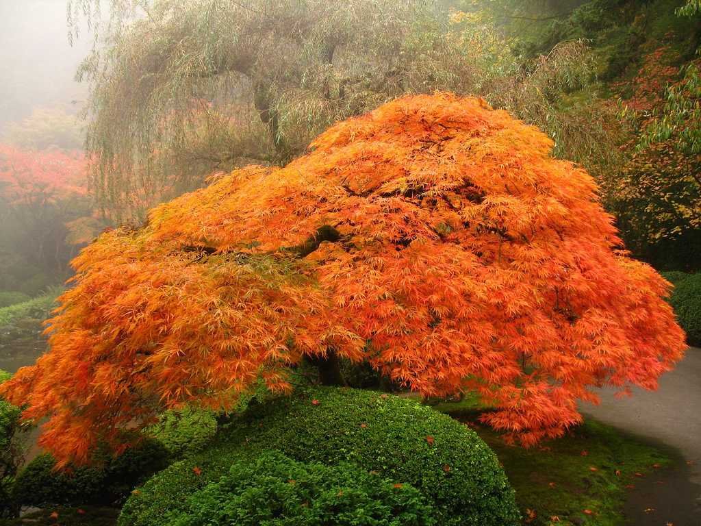 Weeping Green Laceleaf Japanese Maple Viridis - 2 Year Live Plant