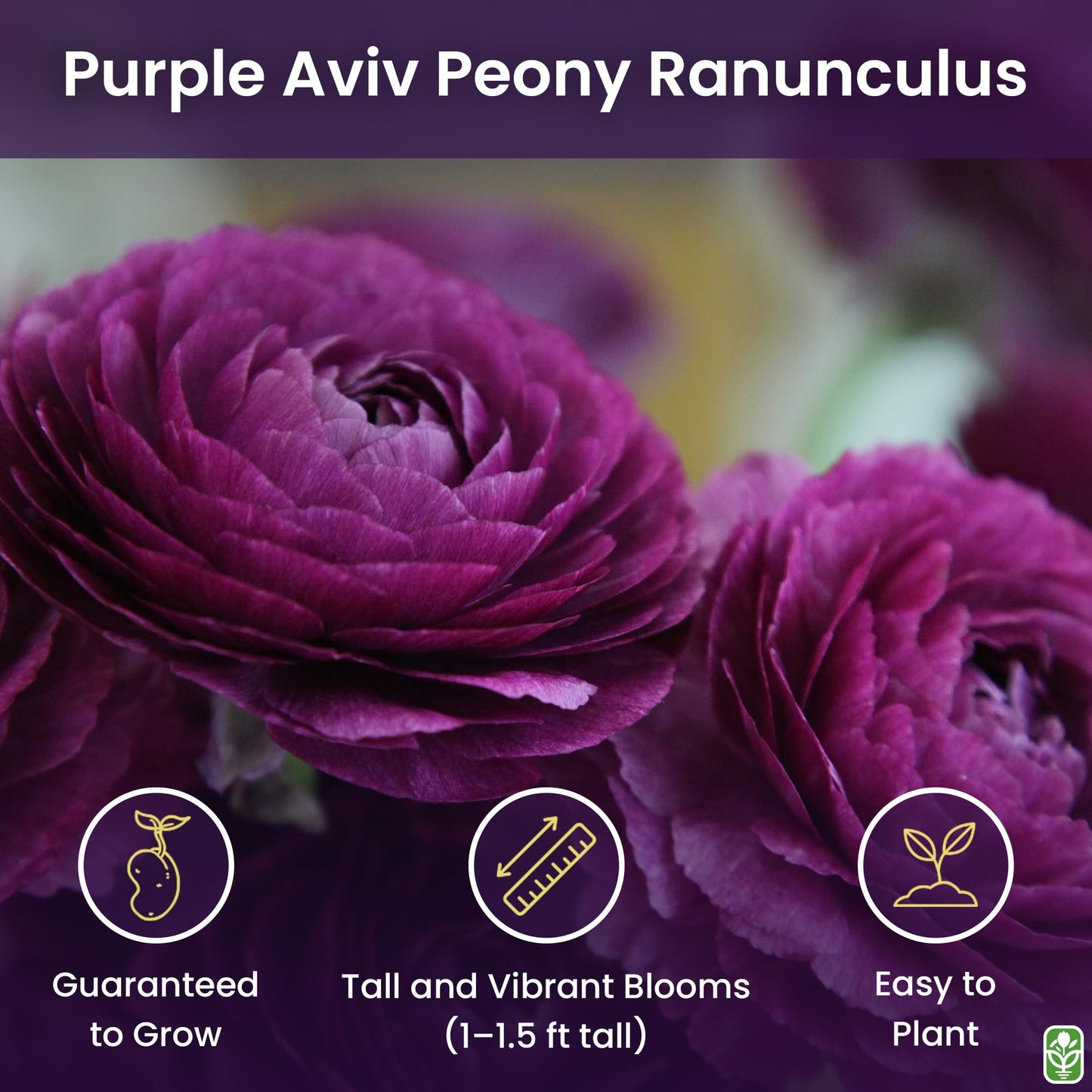 Purple Aviv Peony Ranunculus - 12 Largest Size Corms, Premium Ranunculus Bulbs, Vibrant Purple Flowers, Ideal for Garden Beds, Stunning Peony-Like Blooms