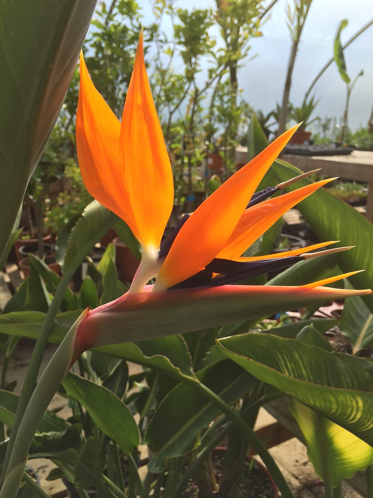 Orange Bird of Paradise - Live Plant in a 3 Gallon Pot - Strelitzia Reginae - Rare and Stunning Tropical Evergreen Plant