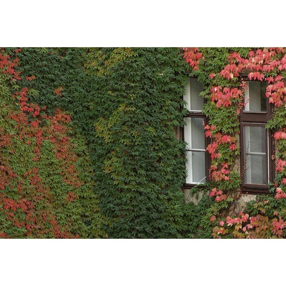 Boston Ivy Plant - Parthenocissus ticuspidata Veitchii - 2.5" Pot