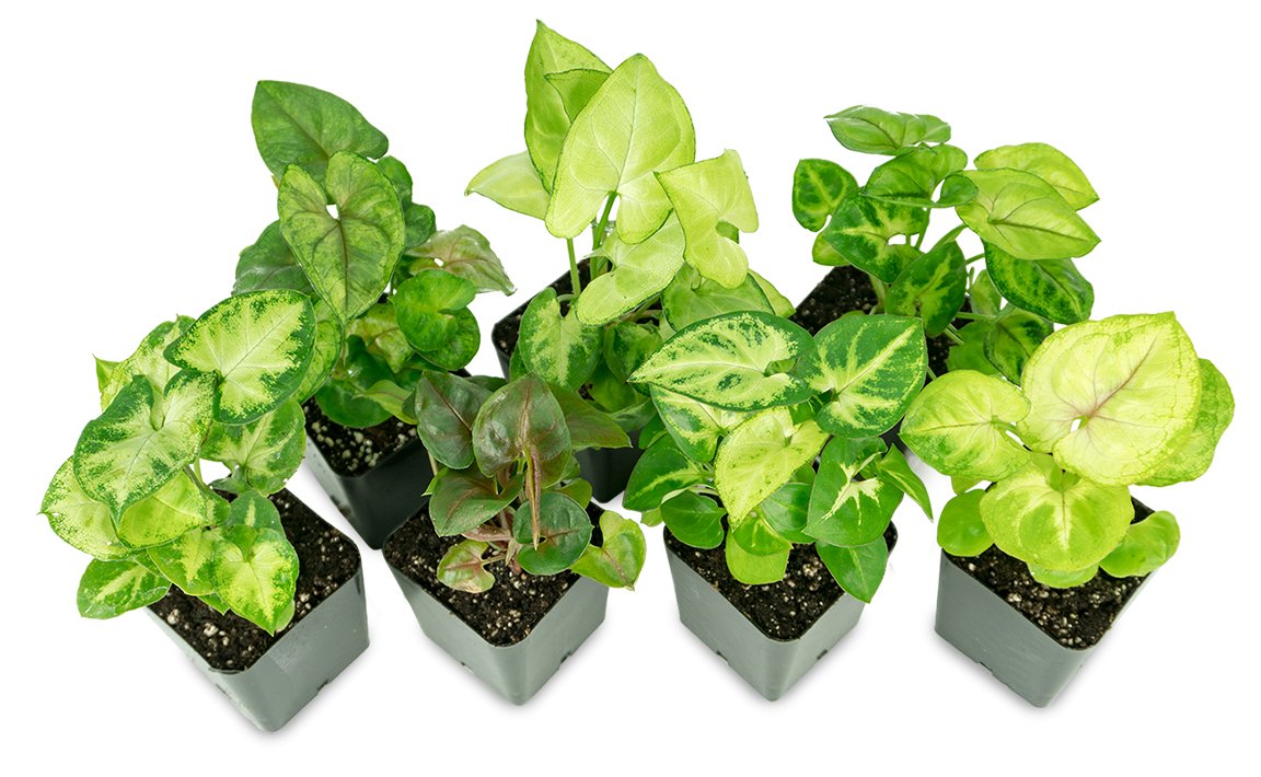 Syngonium (Grower's Choice)