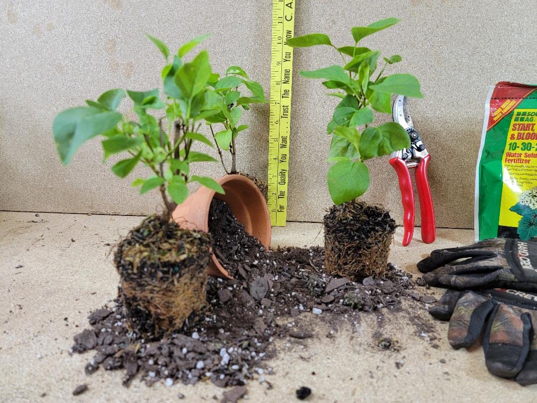 (1) - Sensation Lilac (Syringa) - Starter Plant (7L) (1 Live Plant)