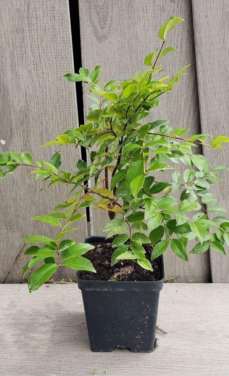 Live Plant - Big Jaboticaba Live Tree 1-2 Ft
