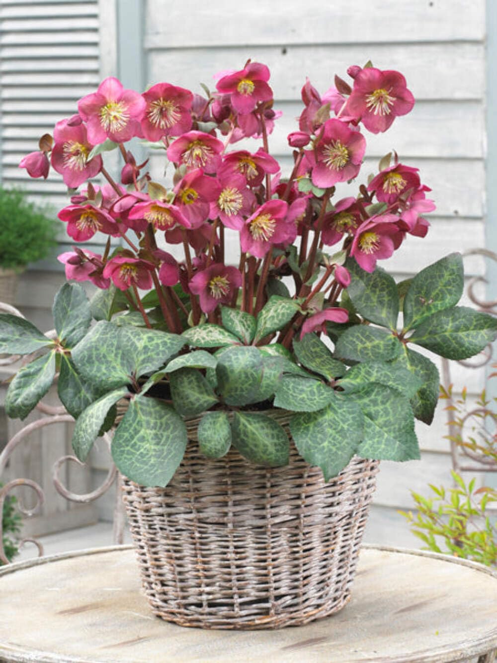 Perennial Farm Marketplace Helleborus x Frostkiss® ‘Anna’s Red’ (Lenten Rose) Perennial, Size-#1 Container, Red Blooms Late Winter to Spring, Deer Resistant