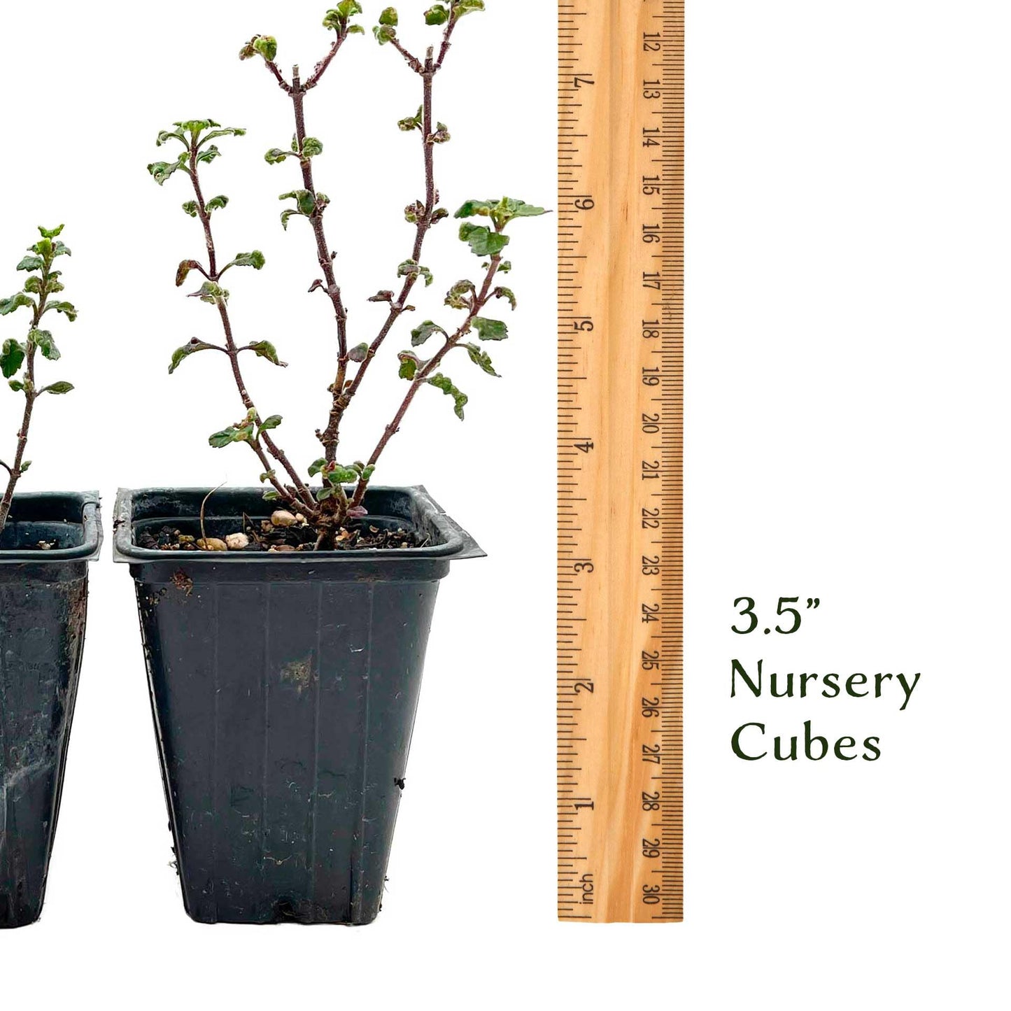 4 Wall Germander – Compact Evergreen Groundcover Shrub with Glossy Aromatic Foliage & Purple Summer Flowers (Teucrium chamaedrys) in 3.5″ Cubes, Live Plants