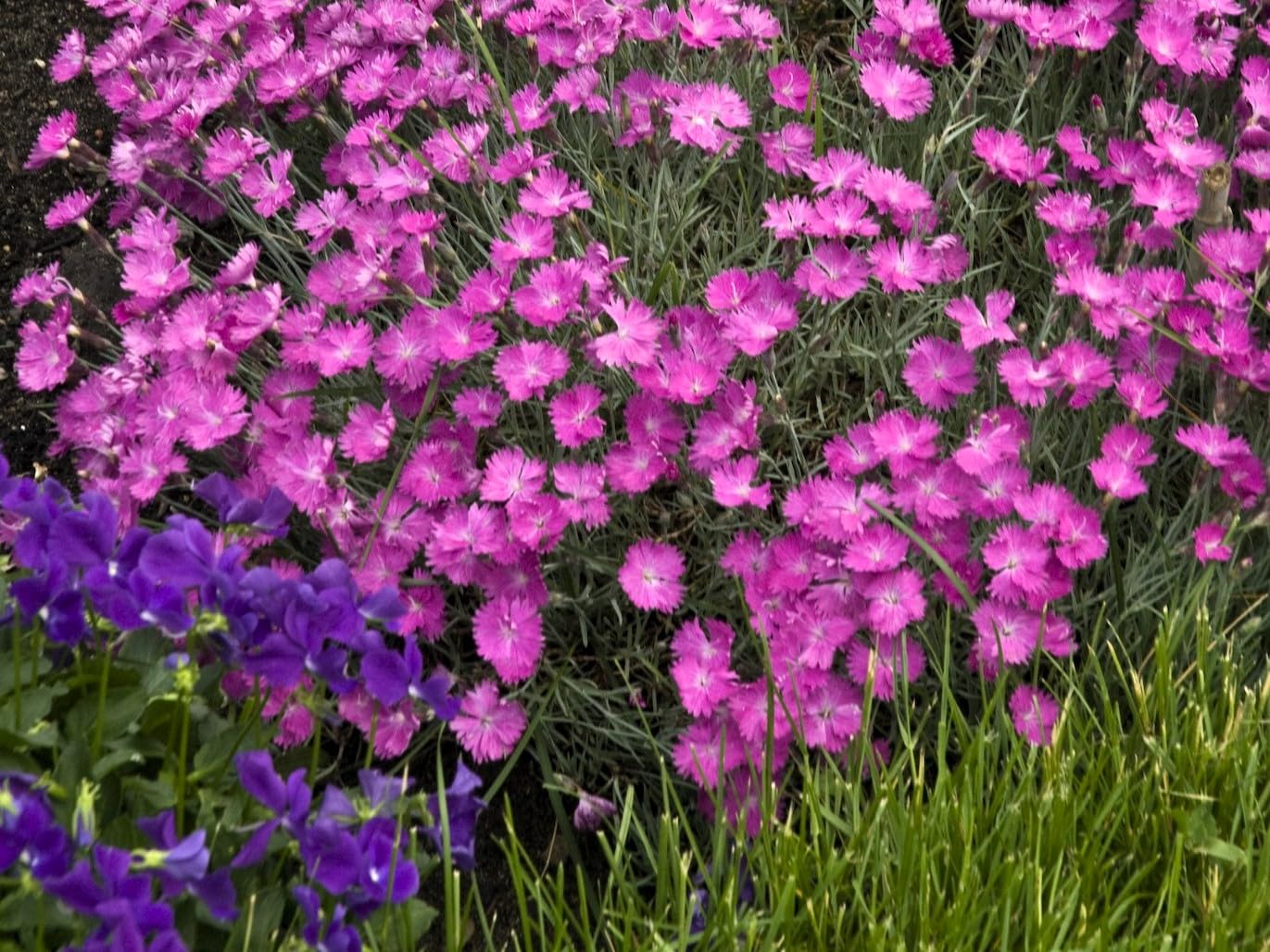 Greenwood Nursery: Live Perennial Plants - Firewitch + Dianthus Gratianopolitanus - [Qty: 2X 3.5 Pots] - (Click for Other Available Plants/Quantities)