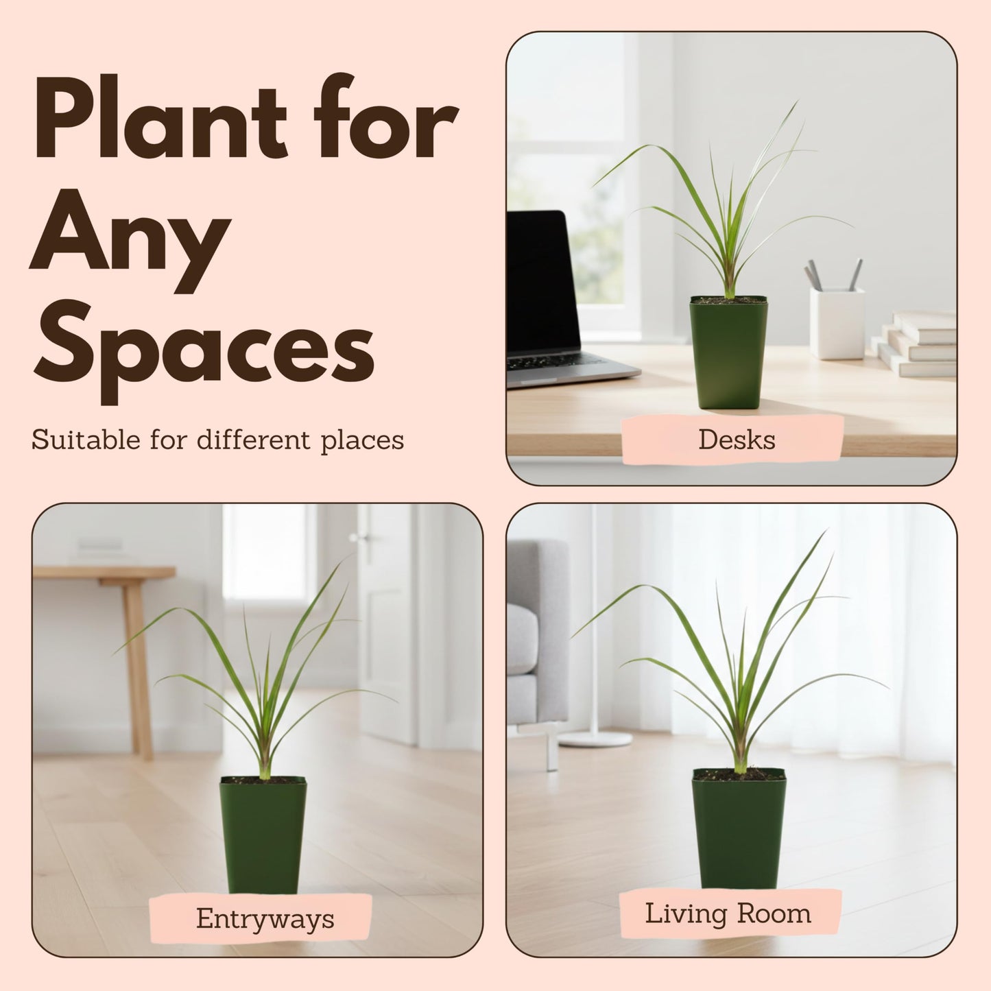 MyShelfie - Ponytail Palm (Beaucarnea Recurvata) Live Indoor House Plant in 2-Inch Pot – Low Maintenance, Air-Purifying Plant
