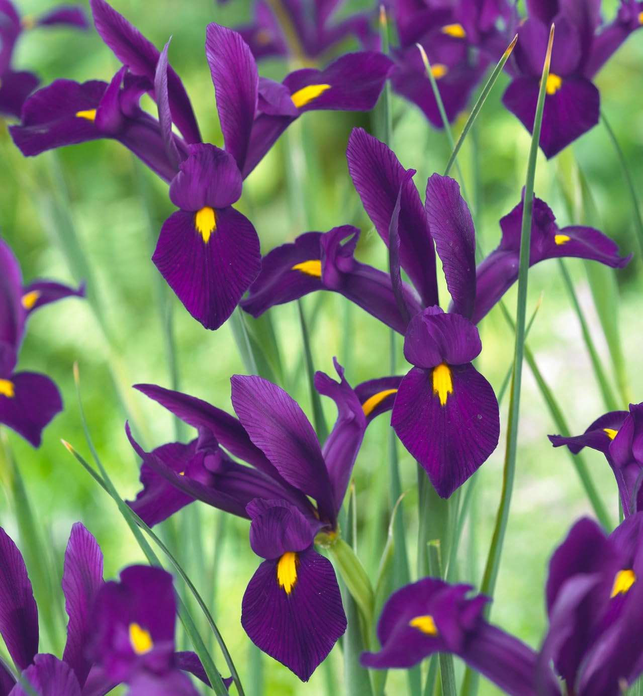 Votaniki Dutch Iris Purple Sensation Bulbs - Stunning Purple & Yellow Blooms for Spring Gardens | Easy to Grow, Perfect for Cutting Gardens, Hardy Perennial Flowers Bulbs (12 Pack)