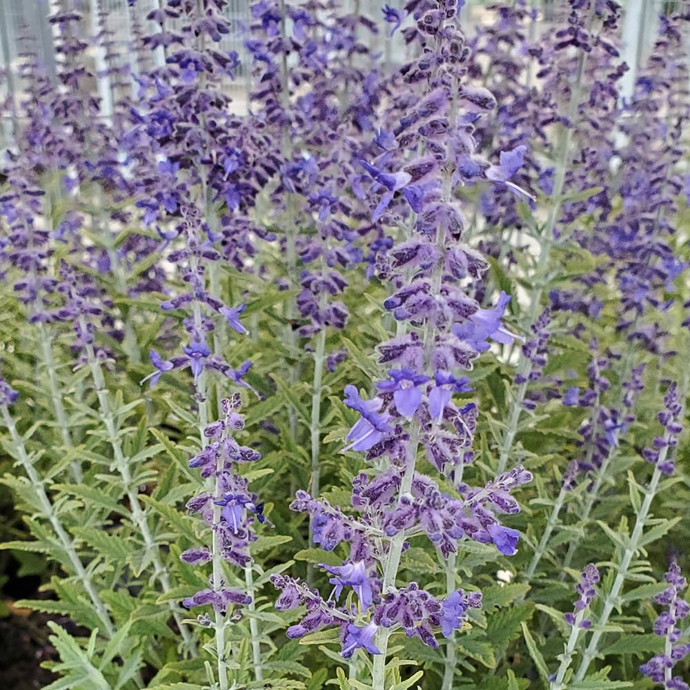 Live Plant from Green Promise Farms - Proven Winners, Perovskia atri. 'Sage Advice' Russian Sage, Dark Purple, #1 Gallon Container - Does NOT Ship to AZ, CA, HI, ID, MT, NV, OR, PR, UT & WA!!
