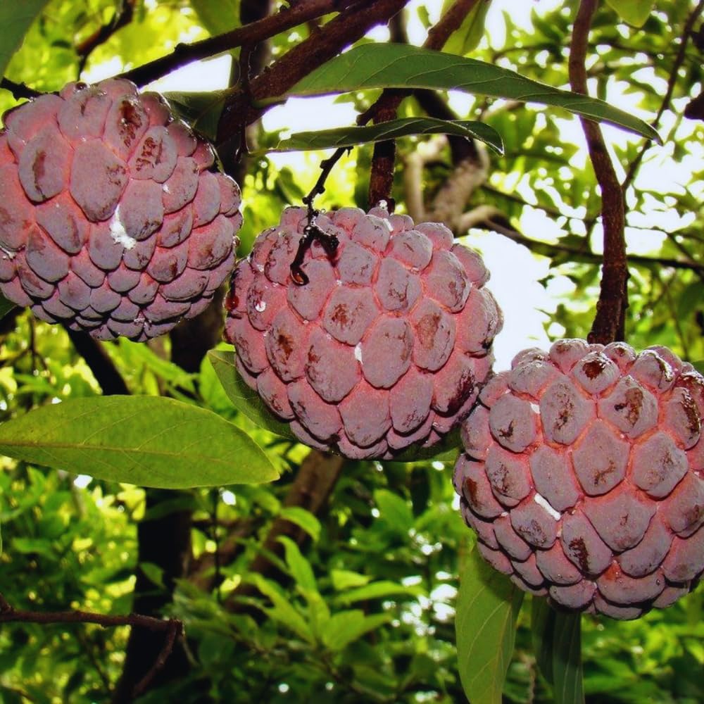 Red Sugar Apple Tree Live Plant, Sugar Apple Fruit Plant, 3 Gallon Pot, No Ship to CA, 2 to 3 Feet Tall