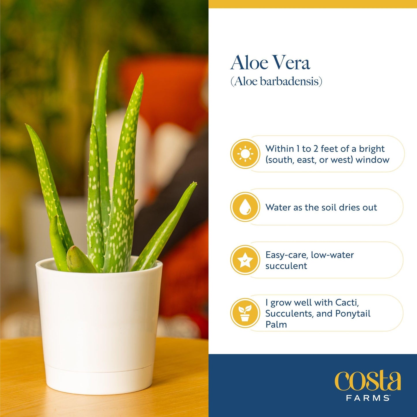 Costa Farms Aloe Vera Live Plant in Decorative Pot, Easy to Maintain, Air Purifying Succulent Indoor Houseplant, Home, Room, or Office Decor, House Warming or Birthday Gift, 12-18 Inches Tall