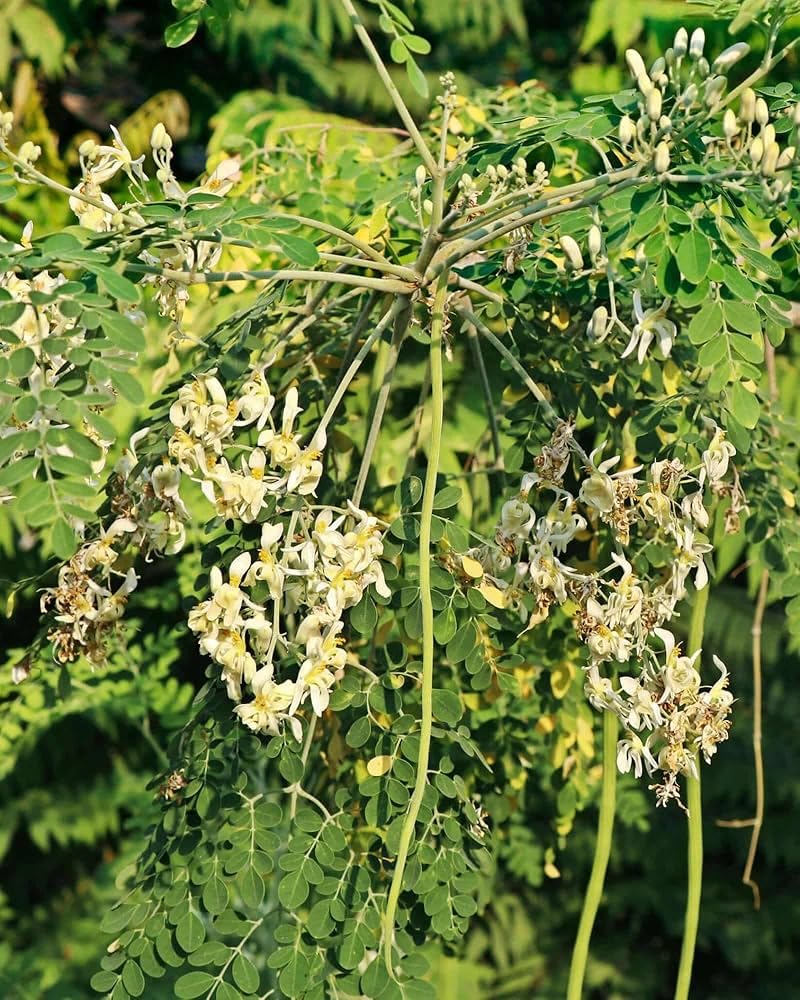 Indian Moringa Seeds High-Yield Drumstick Seeds for Home Garden, Terrace Gardening, Organic Vegetable Farming, Easy to Grow, Fast Germination, Suitable for Pots and Outdoor Planting (Pack of 15)