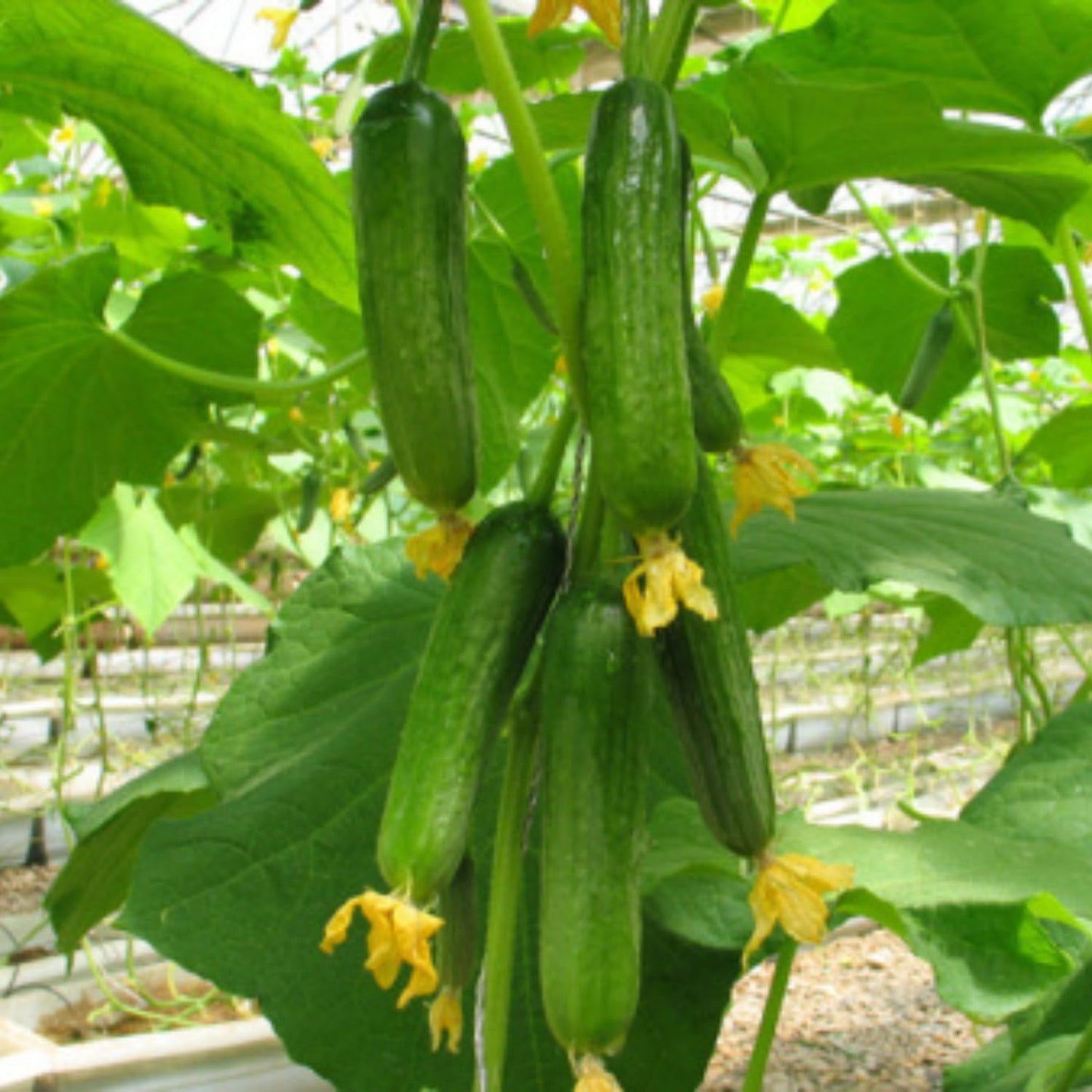2 Cucumber Plants Live, Live Green Cucumber Plants, 3 to 5 Inches Tall, 4 Inches Pot, Cucumber Live Plants, Cucumber Starter Plants Growing Outdoor