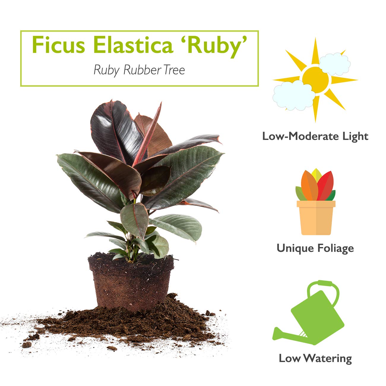 Perfect Plants Variegated Rubber Plant | Ficus Elastica 'Ruby' | Live Indoor Houseplant | Unique Home Décor, 6in. Grower's Pot