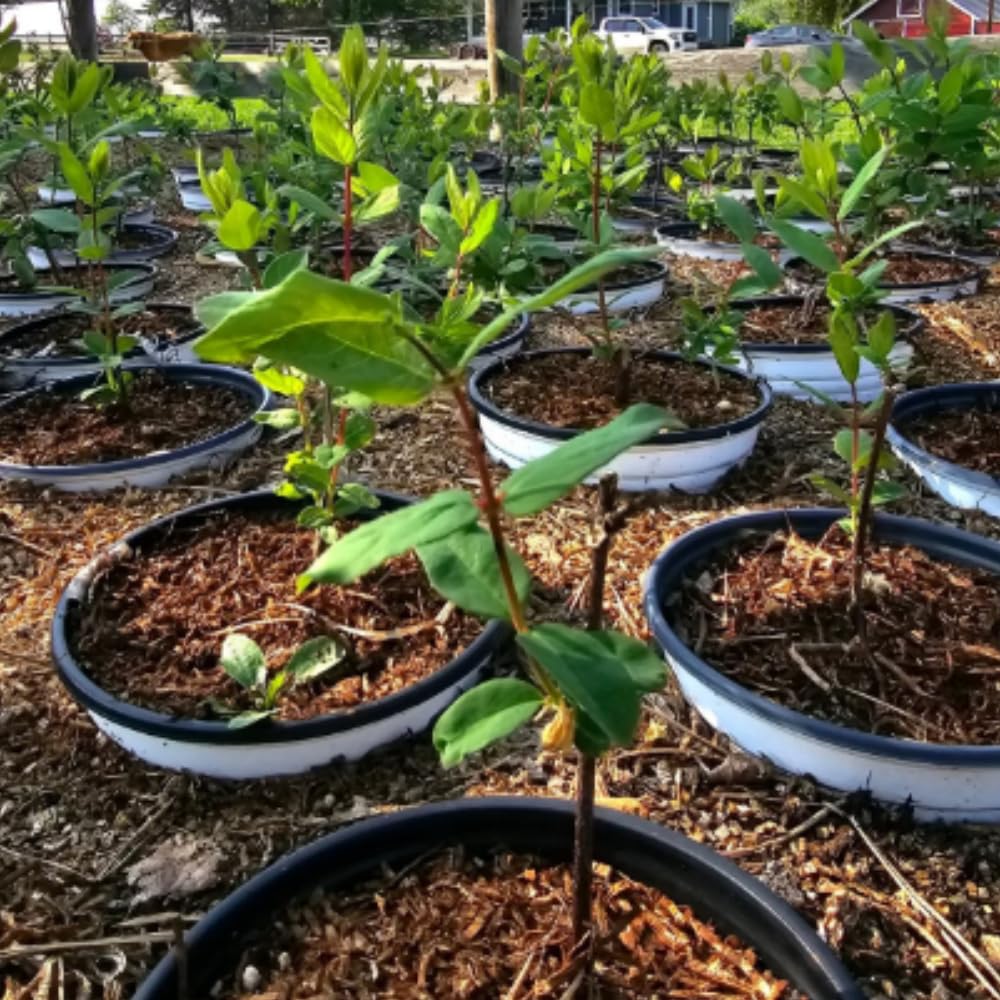 Set 2 Haskap Plants, Live Honeyberry Plant, 4-6" Tall Blue Haskap Berry Plant for Outdoor Garden Planting