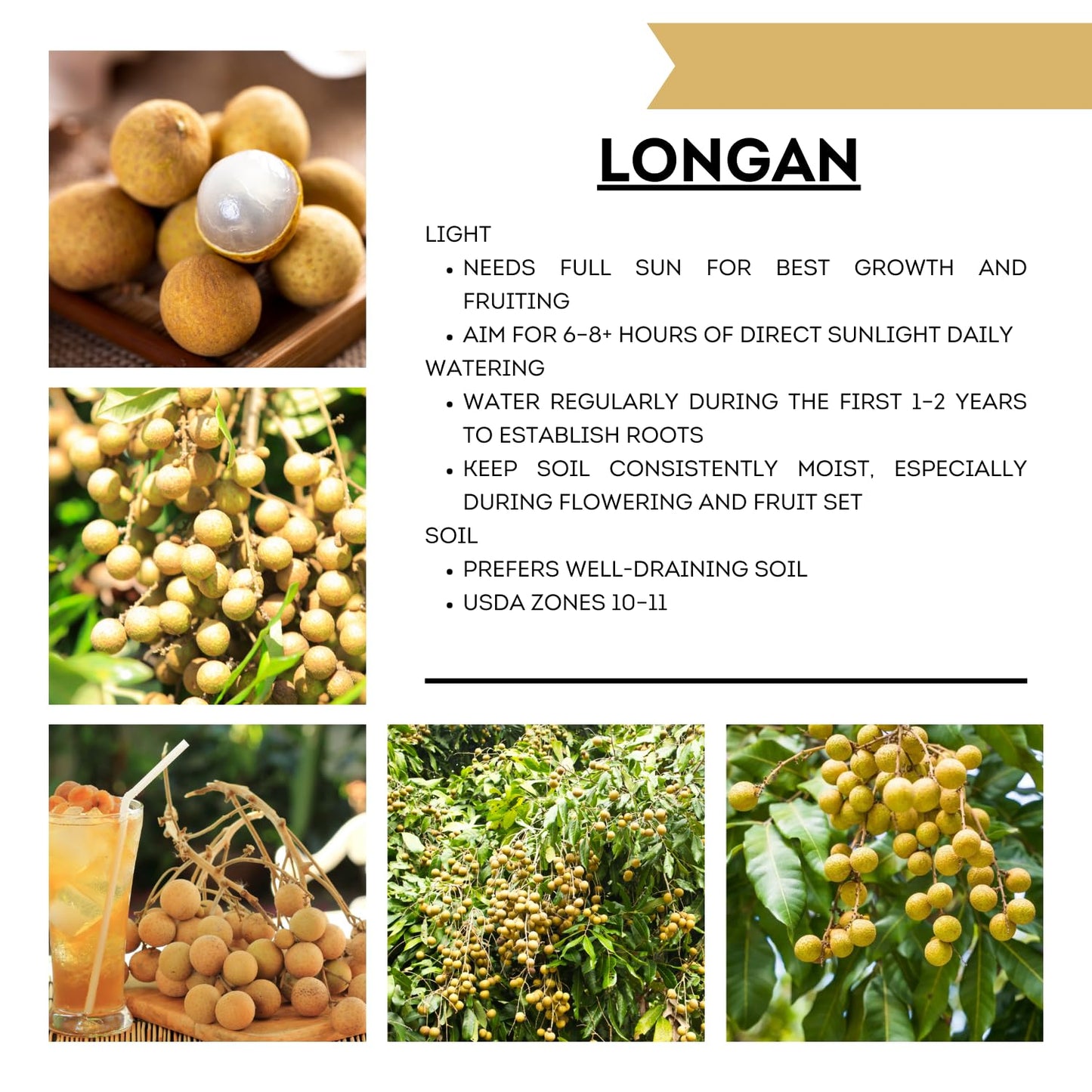 Longan Tree Live Plant, 8-10 Inches Tall in 4 Inch Pot, Tropical Fruit Tree for Indoor or Outdoor Growing