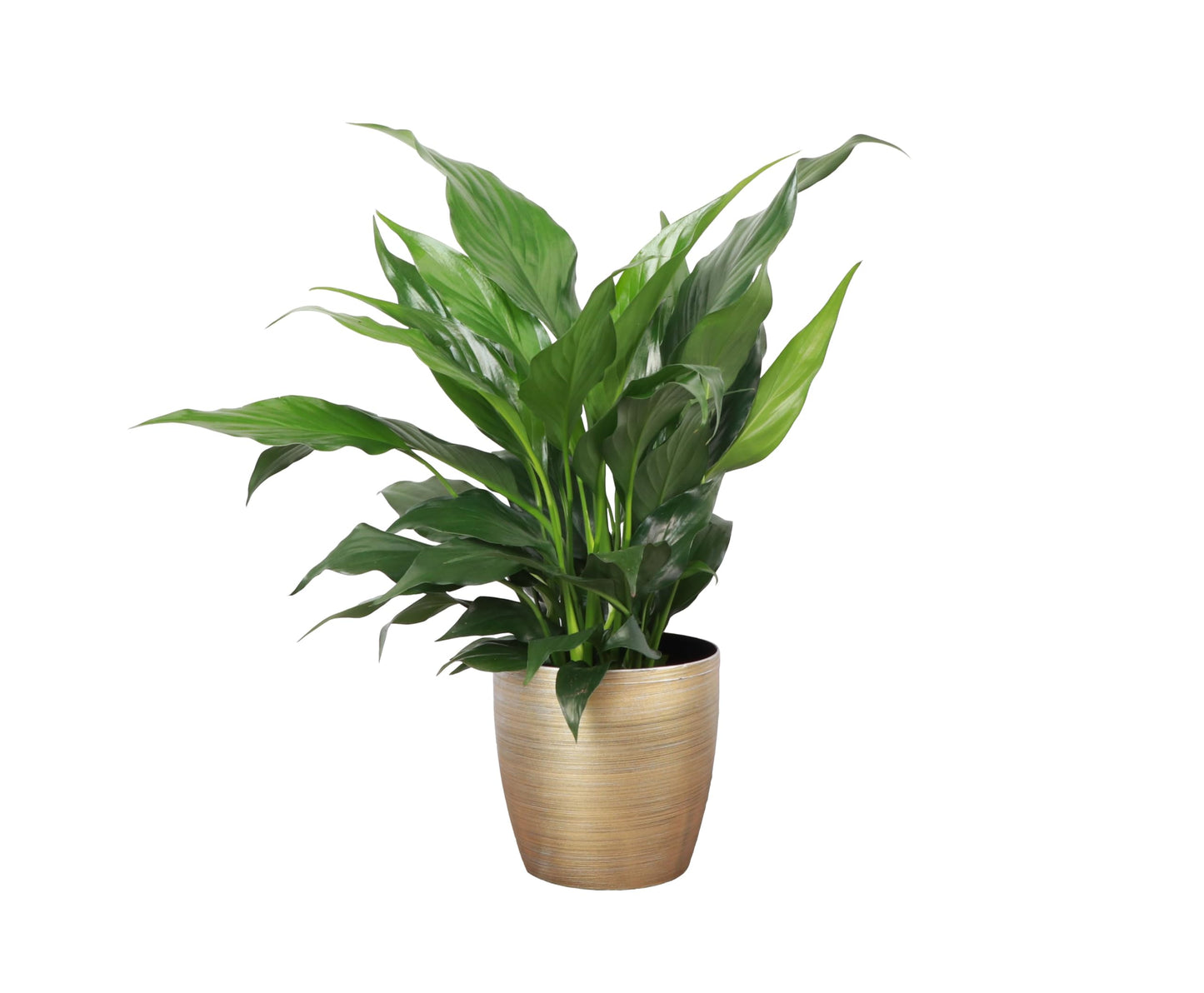 Thorsen's Greenhouse Live Peace Lily Plant, Spathyphylum, Low Light, Natural Air Purifier Live Indoor Plant, 4" Diameter Pot (Gold, 4-inch Pot)