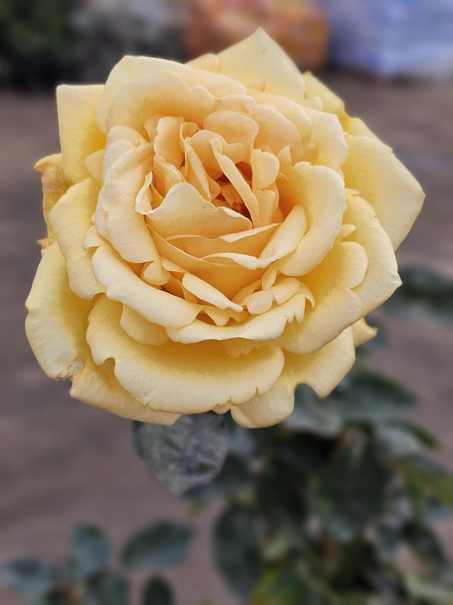 Rose Tree, Live Flowering Plant, 4-5 ft Tall, Reblooming All Year, 5 Gallon Pot (Oregold Rose - Hybrid Tea - Lightly Fragrant (Golden Yellow), 5 Gallon)