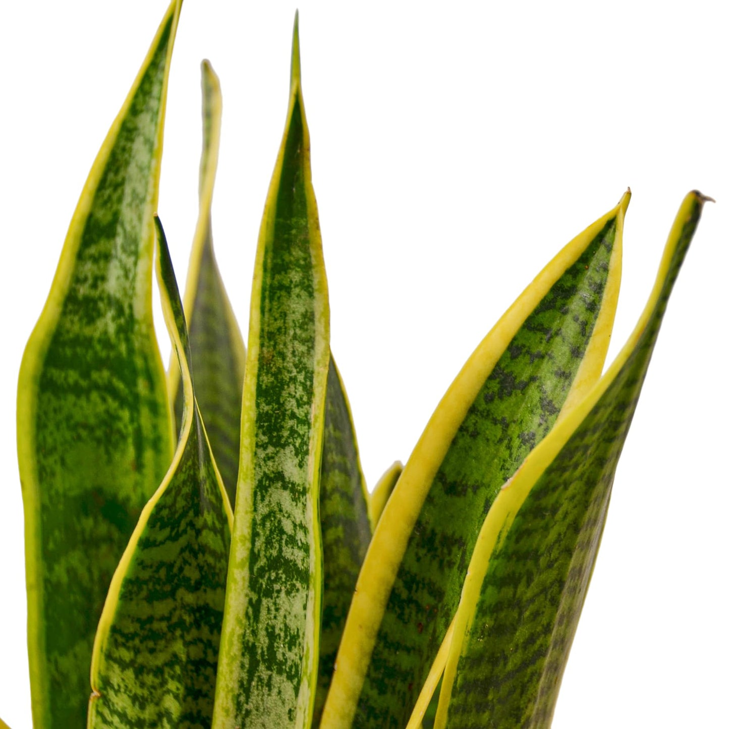 Live Snake Plant in Pot - Sansevieria trifasciata Laurentii - Fully Rooted Indoor House Plant in Pot - Mother in Law Tongue Sansevieria Plant - Best Air Purifying Plant - CA Seller