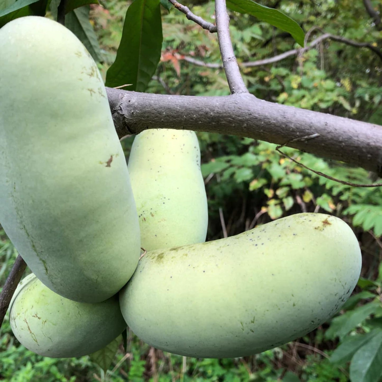 2 Pots Pawpaw Trees Live Plants, 7-13 Inches Height, in Quart Pots, Cold Hardy Paw Paw Fruit Trees for Planting