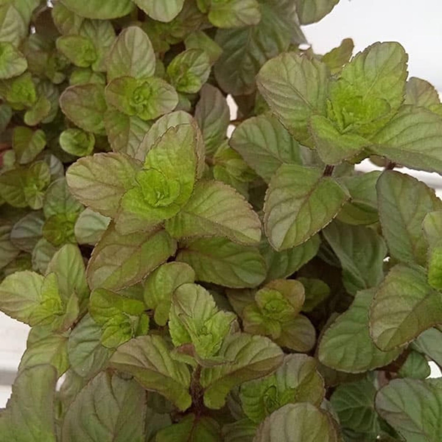 TANKDA Sets 2 Live Mint Plants Herb in 3.5" Pot, Fresh Orange Mint for Indoor Outdoor Growing, Spring Planting, 5-9" in Tall