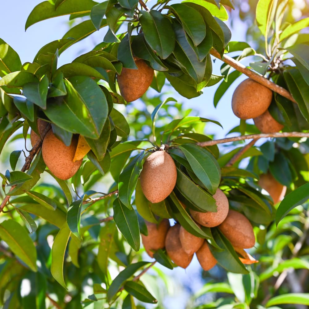 Sapodilla Tree Live Plant, Sapote Seedling in Half Gallon Pot, 6 to 10 Inches Tall, Sapodilla Plant for Outdoor Garden