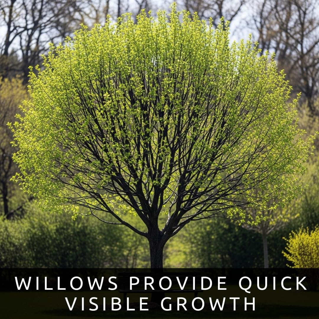 Blackskin Willow Bonsai Tree Cutting to Grow - Rare Dark Branches, Easy-to-Grow Bonsai for Indoor & Outdoor Decor, Beginner-Friendly, Unique Miniature Tree Gift, Fast Growing
