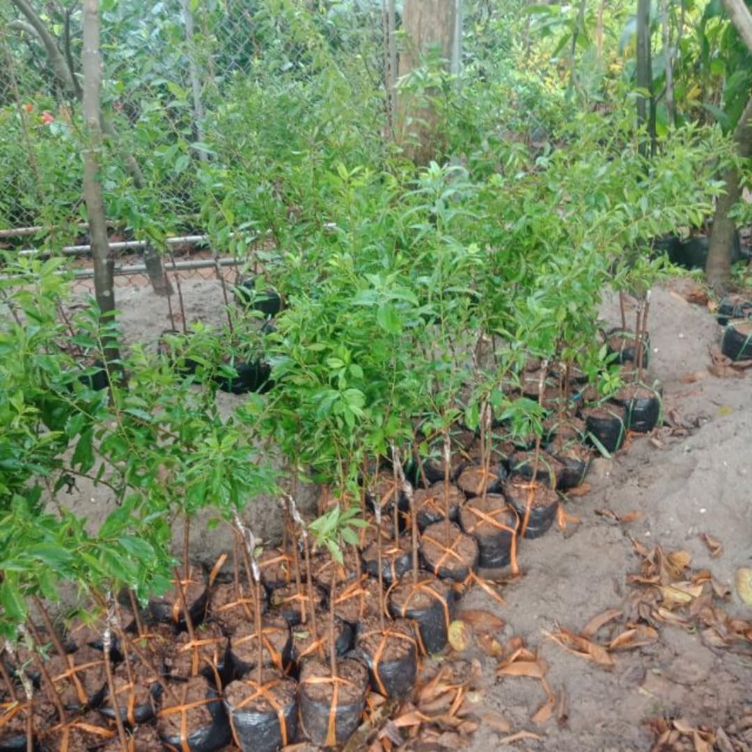 Grafted Plum Tree Live Plant Ready to Bear Fruit, 2-3 Ft Tall in 3 Gallon Pot, No CA, Spring Planting, Fast-Growing and High Yielding (Santa Rosa)