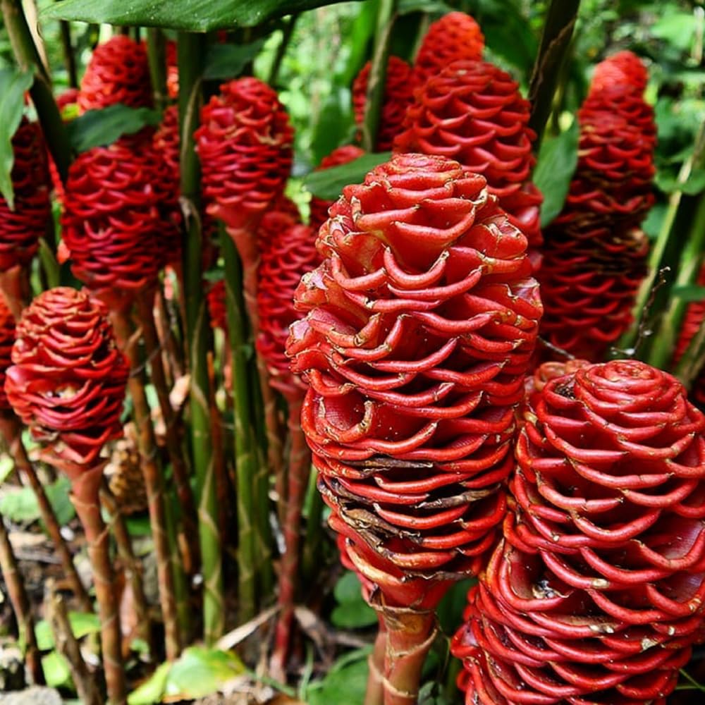 12 Zingiber Zerumbet Awapuhi Shampoo Ginger Roots, Red Pinecone Ginger Rhizomes for Outdoor Planting