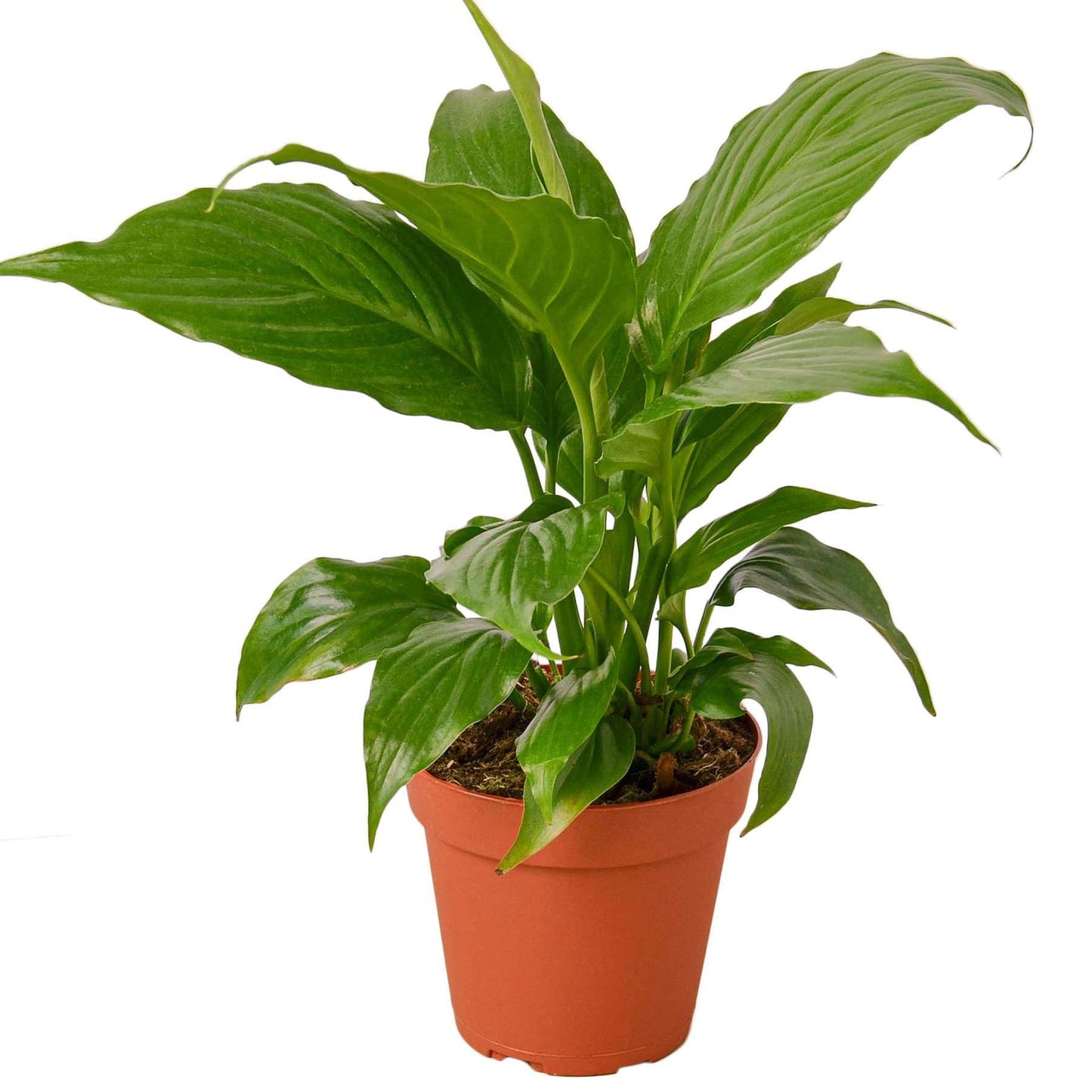 Spathiphyllum 'Peace Lily' Live Plant for Indoor | Different Houseplants in 4'' & 6'' Pot | Real House Plant for Living Room, Office, Desk & Bathroom | Peace Lily | Spathiphyllum