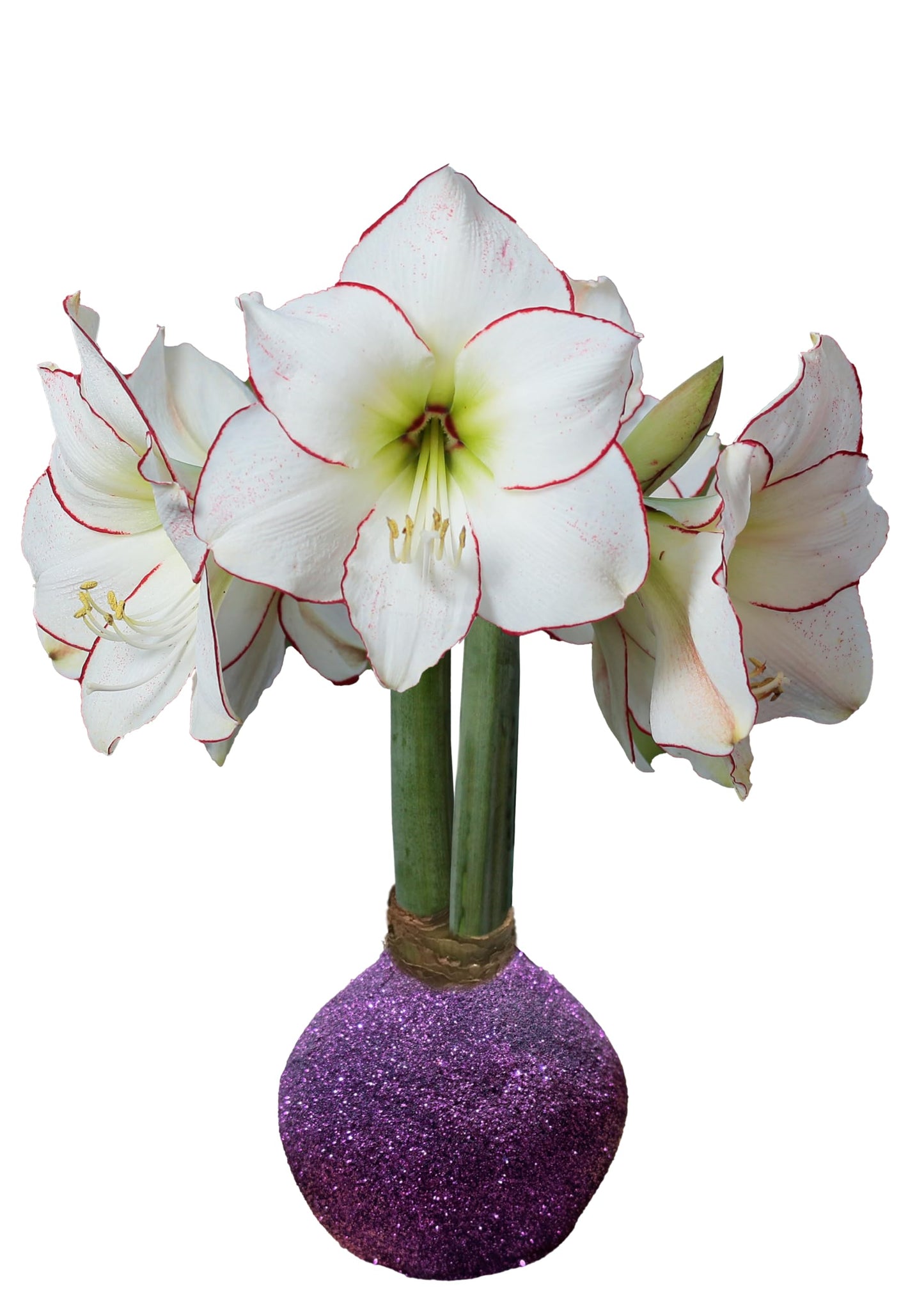 Purple Glitter Picasso Waxed Amaryllis Bulb Size 32/34