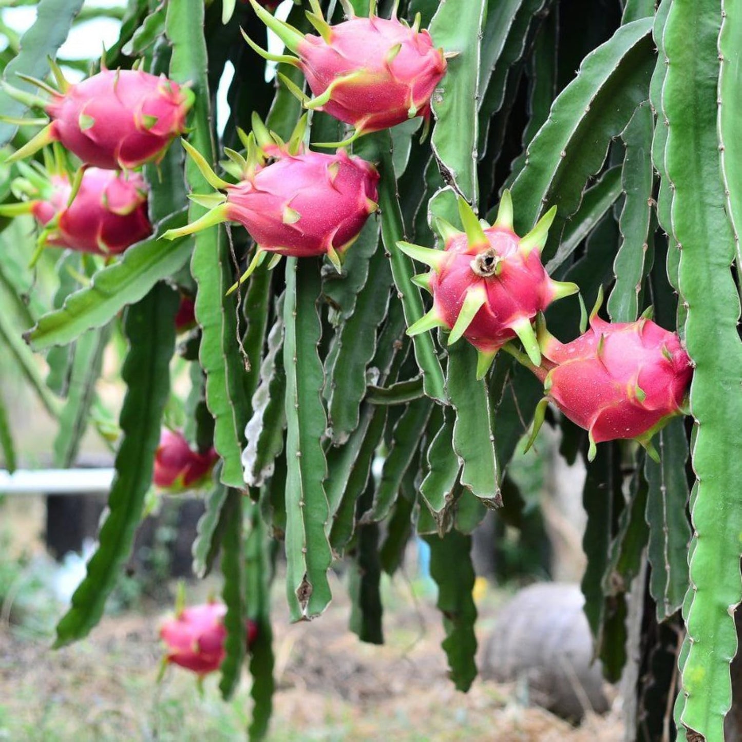 White Dragon Fruit Tree Live Plant, Dragon Fruit Live Plants in 4 Inc Pot, Tropical Fruit for Outdoor Planting