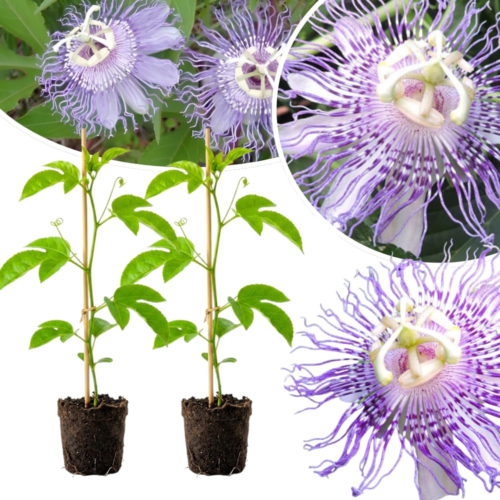 Set 2 Light Purple Passion Flower Plants Live, Passiflora Flower Vine 4-7'' Tall, Fragrant Climbing Plant for Garden, Patio, Containers