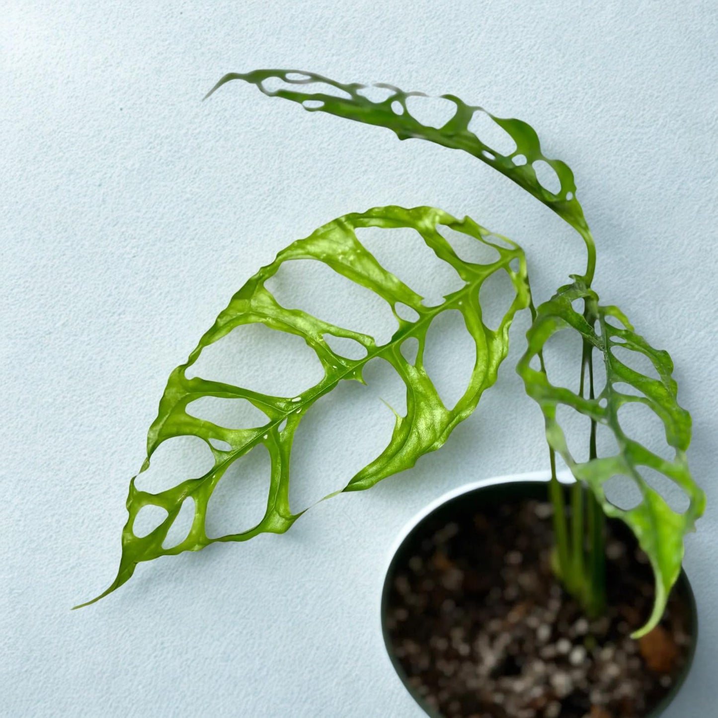 Monstera Obliqua Peru Live Plant – Rare Peru Monstera with Unique Split Leaves – Fully Rooted Tropical Houseplant for Indoor & Outdoor Spaces – Decorative Plant Gift for Home (Heat Pack Included)