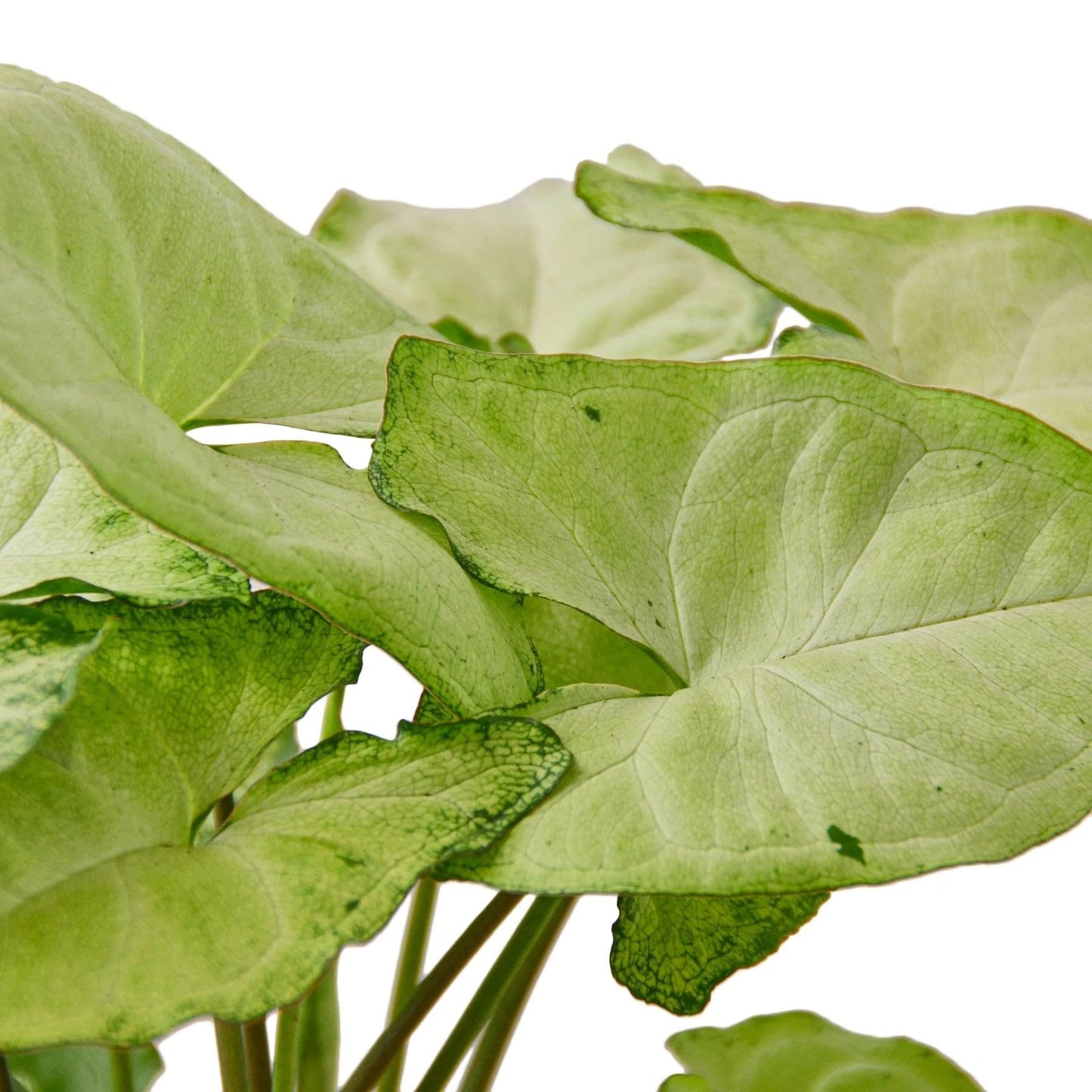 Syngonium White Butterfly | Live Plant for Indoor & Outdoor | for Living Room, Office, Bathroom | (6" Pot)