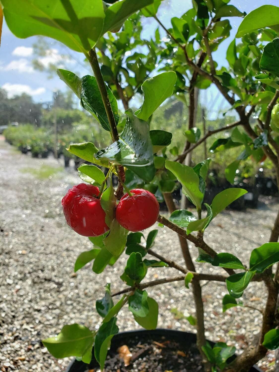 Barbados Cherry Tree - Live Plant in a 4 Inch Grower's Pot - Malpighia Emarginata - Edible Fruit Bearing Tree for The Patio and Garden